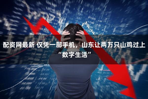 配资网最新 仅凭一部手机，山东让两万只山鸡过上“数字生活”
